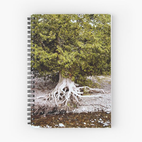 Artikelvorschau, The Ancient Cedar Tree on Lake Superior entworfen und verkauft von loralea.