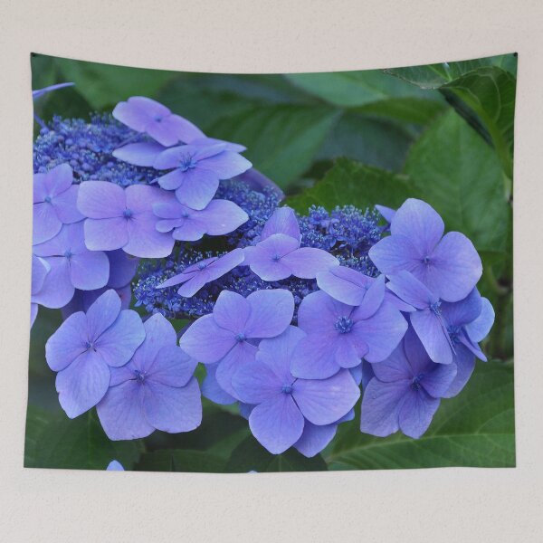 Item preview, hortensia hydrangea Chile designed and sold by Schoensl.