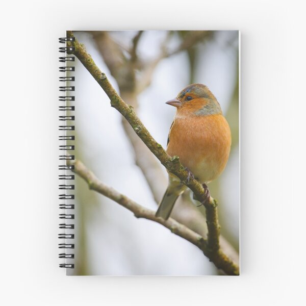 Artikelvorschau, Chaffinch, The Rower, County Kilkenny, Ireland entworfen und verkauft von AndrewJonesFoto.