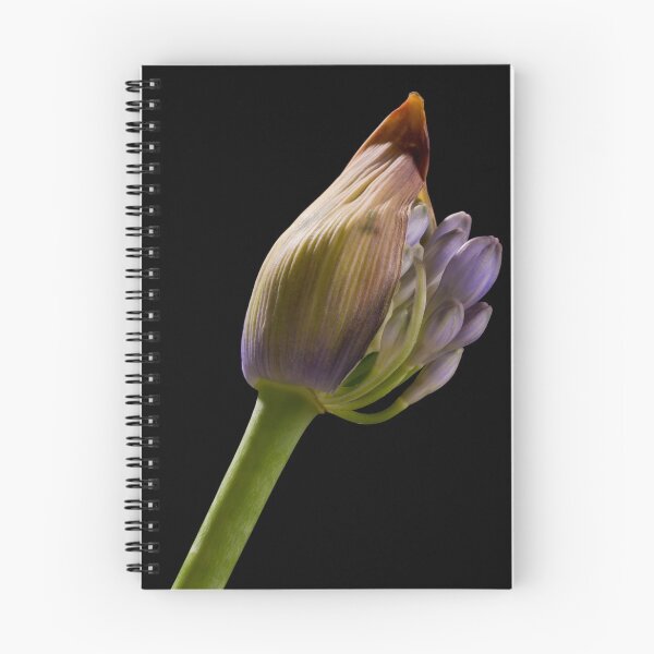 Item preview, Agapanthus 2 designed and sold by David  Hibberd.