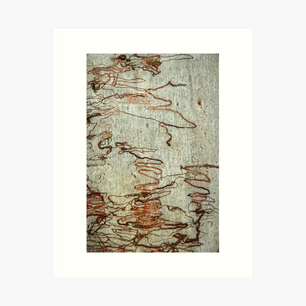 Scribbly Gum (Eucalyptus sclerophylla) Art Print