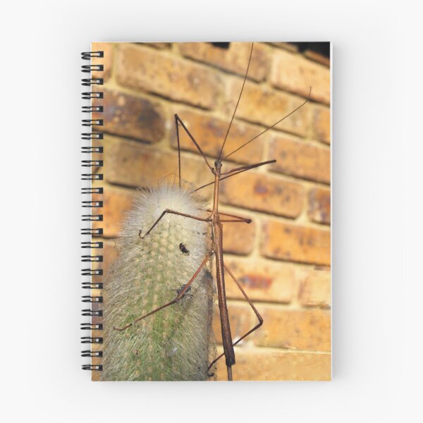 Item preview, Stick Insect on Cactus designed and sold by Bev Pascoe.