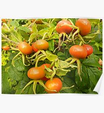 ROSE HIPS . Poster