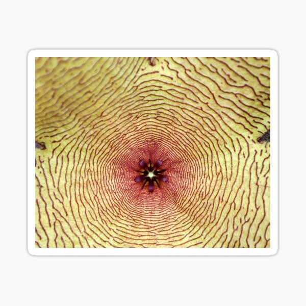 Item preview, Star fish, Stapelia gigantea, South Africa designed and sold by Schoensl.