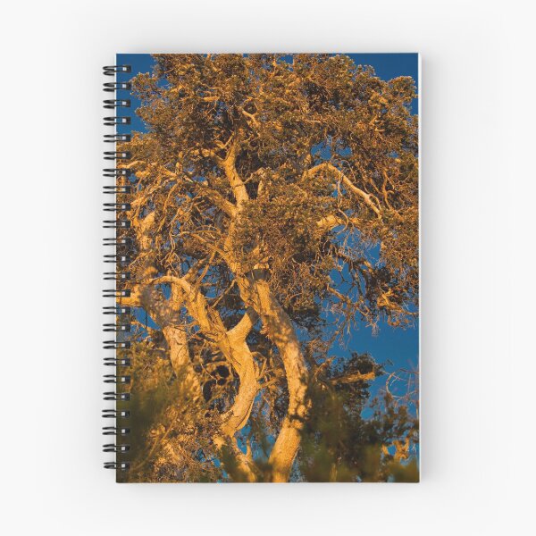 Item preview, Paperbark at Sunset designed and sold by JSumpton.