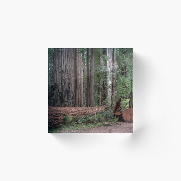 Redwoods Acrylic Block