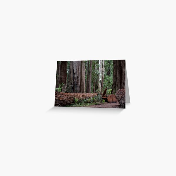 Redwoods Greeting Card