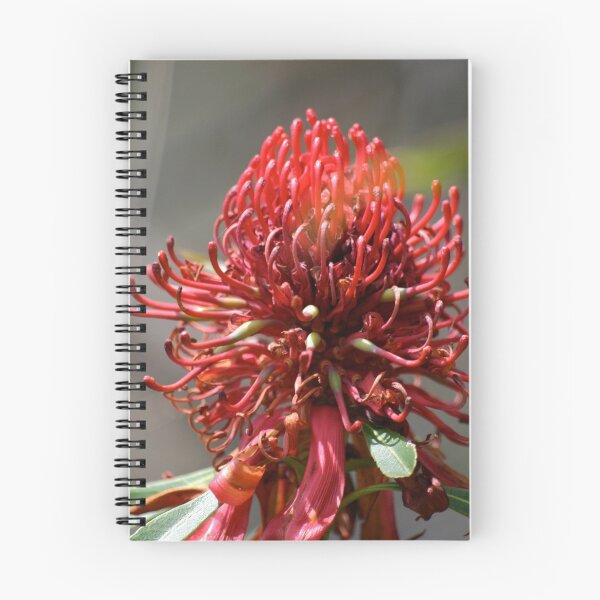 Item preview, Blue Mountains Waratah designed and sold by Tom Godfrey.