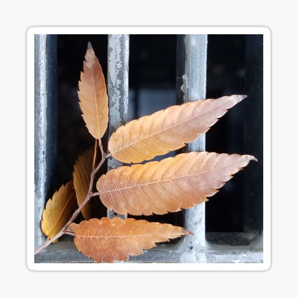 Balanced: Leaves fallen on a city grate Sticker