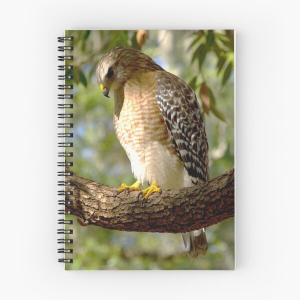 Item preview, Red Shouldered Hawk designed and sold by Frank Bibbins.