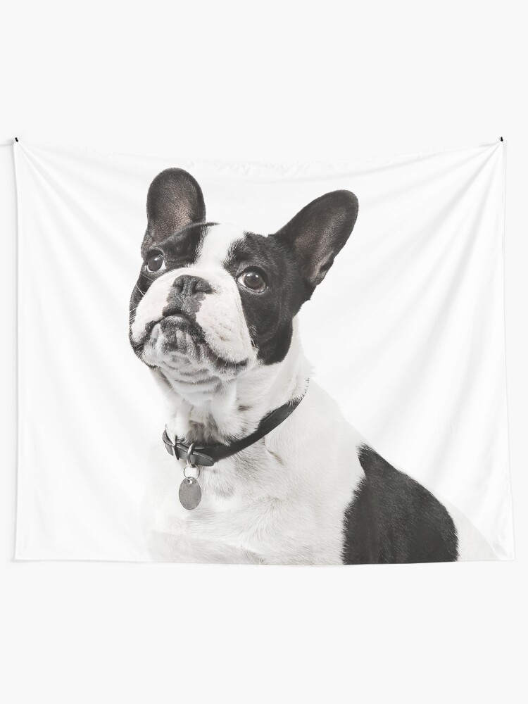 black and white frenchie