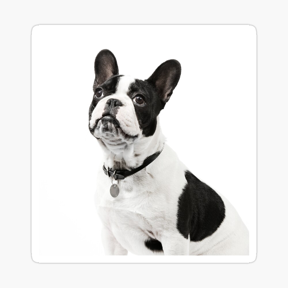 black white frenchie