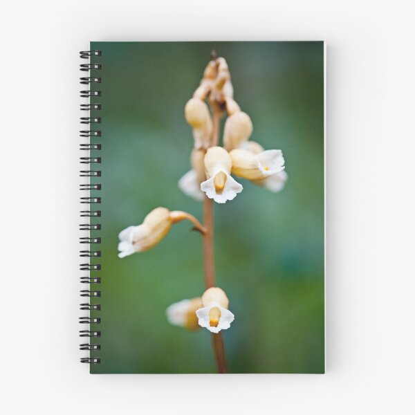 Aperçu de l'œuvre Gastrodia sesamoides - Cinnamon bells créée et vendue par Malcolm Garth.