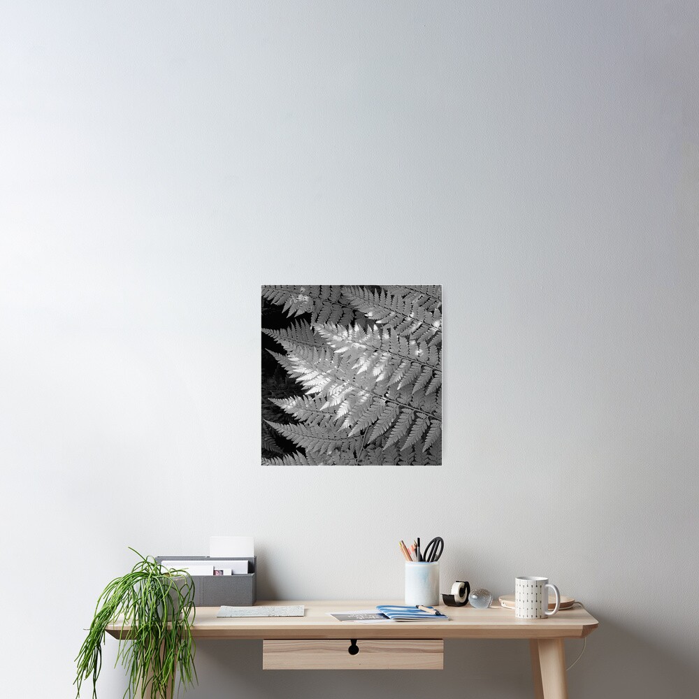 Ferns in dappled light Poster