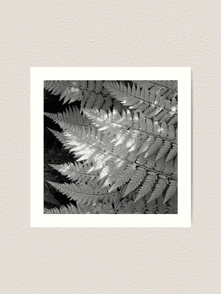 Alternate view of Ferns in dappled light Art Print