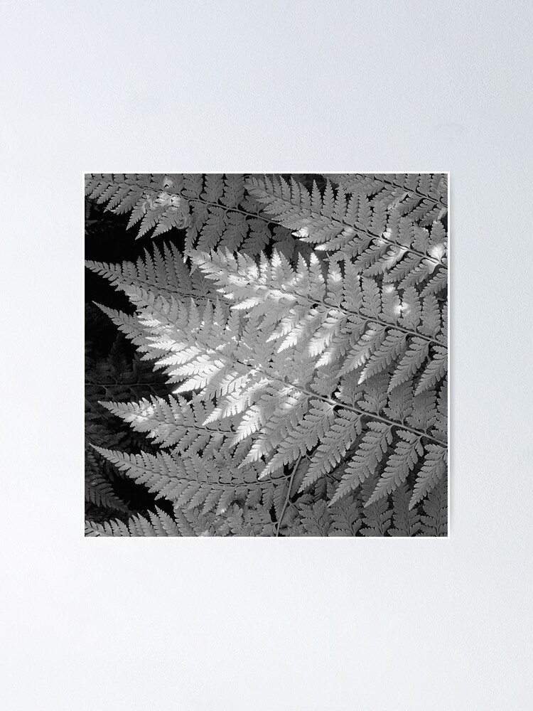 Alternate view of Ferns in dappled light Poster