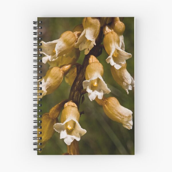 Artikelvorschau, Gastrodia procera Tall Potato-orchid entworfen und verkauft von David  Piko.