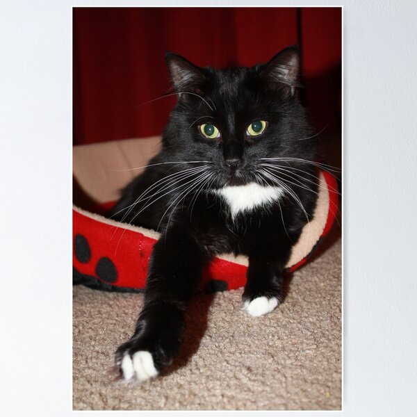 Item preview, Posing For You designed and sold by Alyce Taylor.