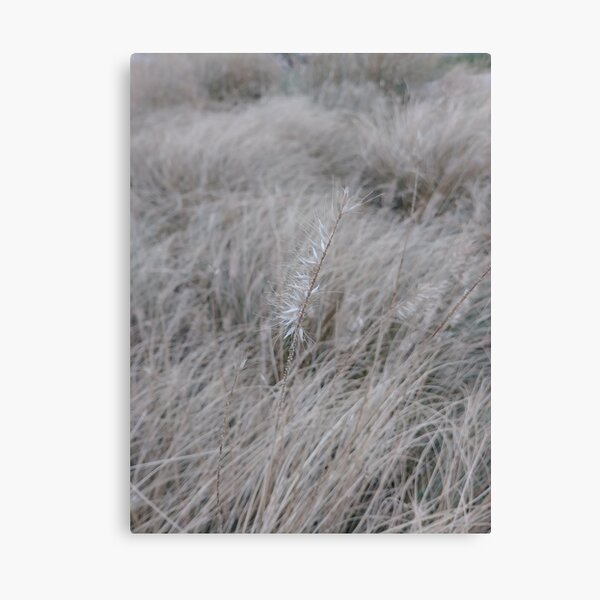 #Grass, #Stamford, #StamfordCity, #winter, #nature, #snow, #frost, #outdoors, #icee #cold, #wood, #season, #bird, #tree, #frozen, #dry, #garden, #grass, #weather, #horizontal, #colorimage, #nopeople Canvas Print