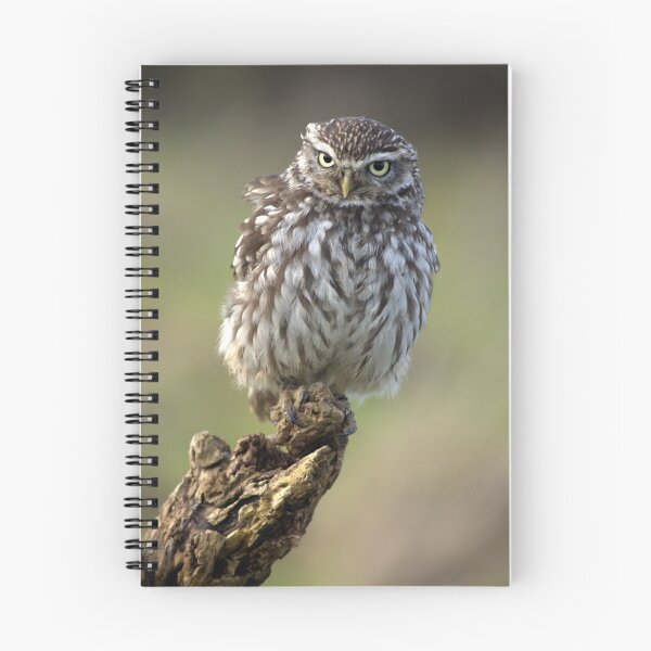 Artikelvorschau, little owl entworfen und verkauft von stephen  barber.