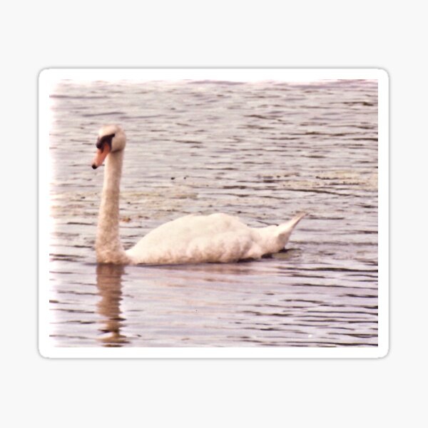 Swan Floats in Pond Sticker
