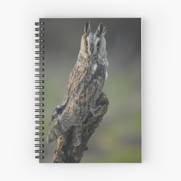 Item preview, long eyed owl designed and sold by stephen  barber.