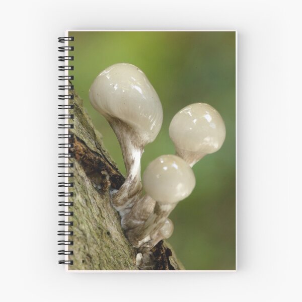Item preview, fungi designed and sold by stephen  barber.