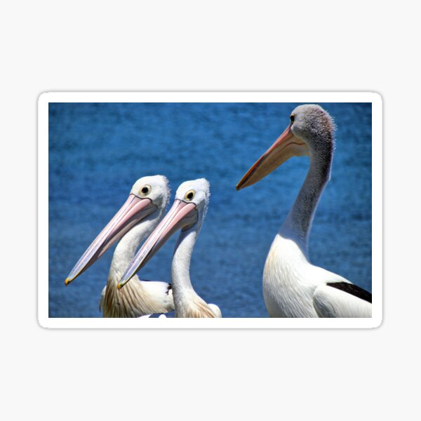 "You two, keep your eyes to the front". Sticker