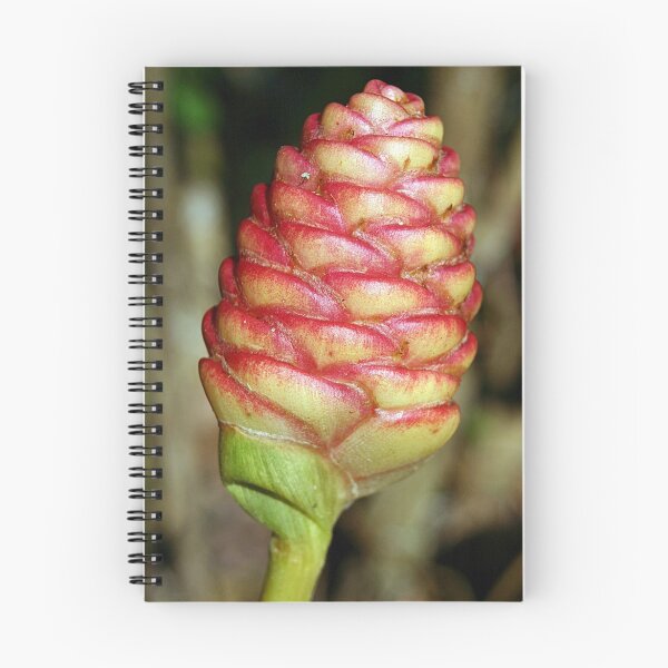 Item preview, Pinecone Ginger designed and sold by RebeccaBlackman.