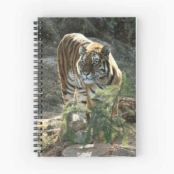 Item preview, Beautiful tiger in sunlight designed and sold by starbucksgirl26.