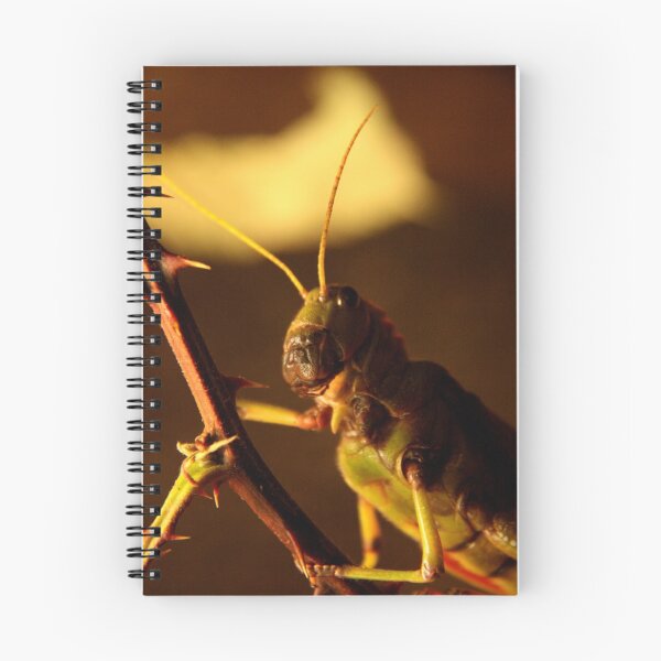 Item preview, Locust designed and sold by James Bull.