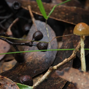 Artwork thumbnail, Mini-stool.... by Colin Binks