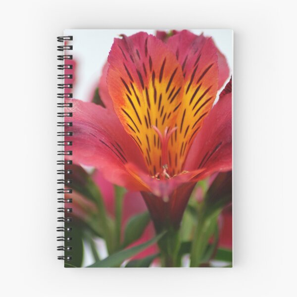 Artikelvorschau, Lily of the Incas entworfen und verkauft von crystalventerseye.