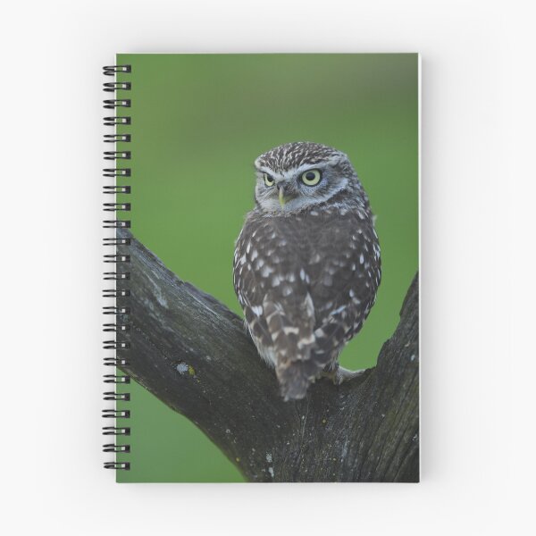 Item preview, little owl designed and sold by stephen  barber.