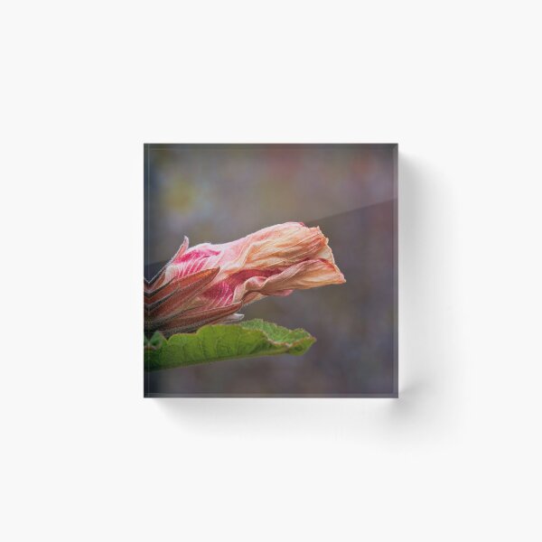 Item preview, Stokes Bay Bush Garden designed and sold by Anne Christie.