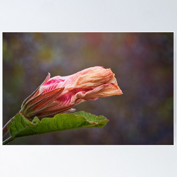 Item preview, Stokes Bay Bush Garden designed and sold by Anne Christie.