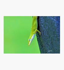 Green Anole ( Anolis carolinensis ) Photographic Print