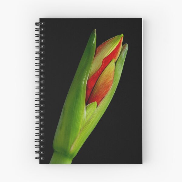 Item preview, Orange Amaryllis Blooming designed and sold by Bo Insogna.