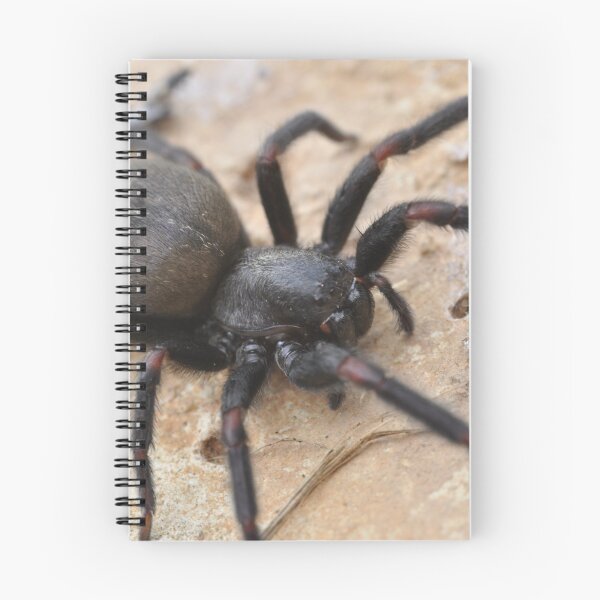 Item preview, Funnel Web Spider designed and sold by Rob Moffatt.