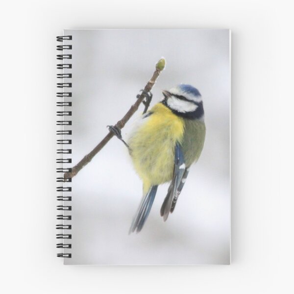 Item preview, The Blue Tit (Cyanistes caeruleus) designed and sold by DutchLumix.