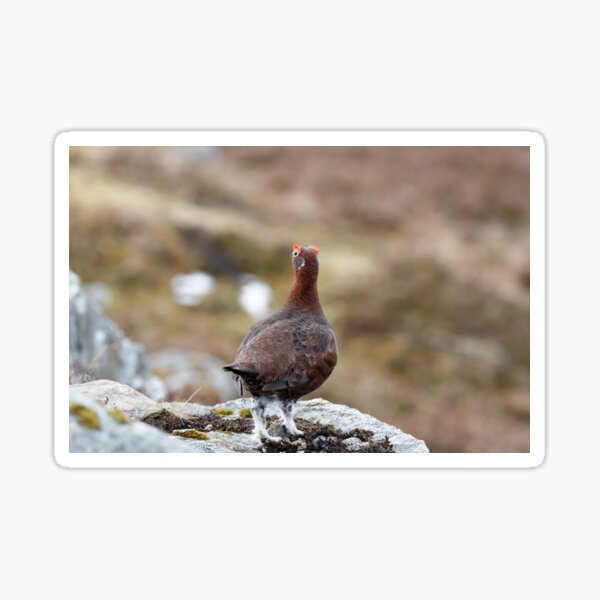 lagopus lagopu red grouse Sticker