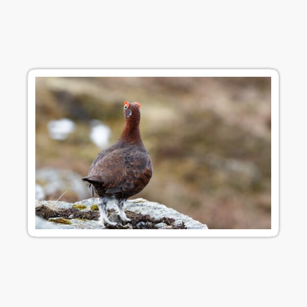 lagopus lagopu red grouse Sticker