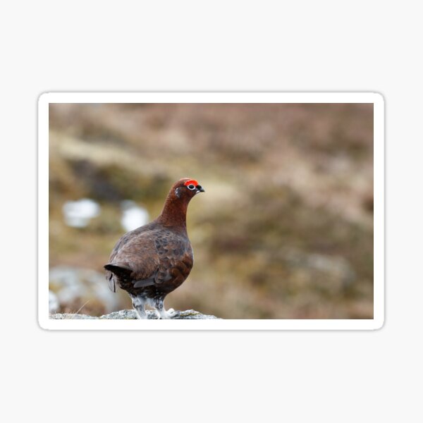 lagopus lagopus red grouse Sticker