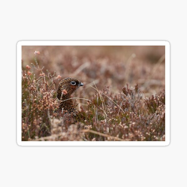 lagopus lagopus red grouse Sticker