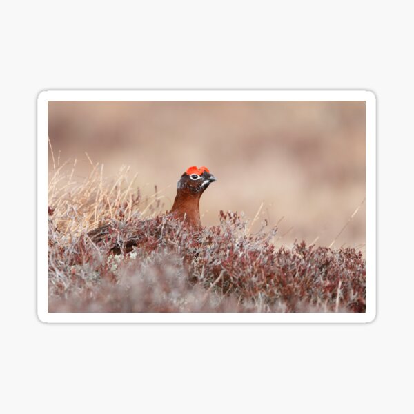 lagopus lagopus red grouse Sticker