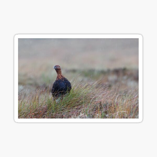 lagopus lagopus red grouse Sticker