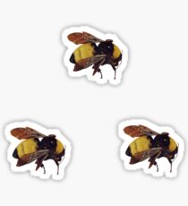 flower boy tyler the creator Sticker