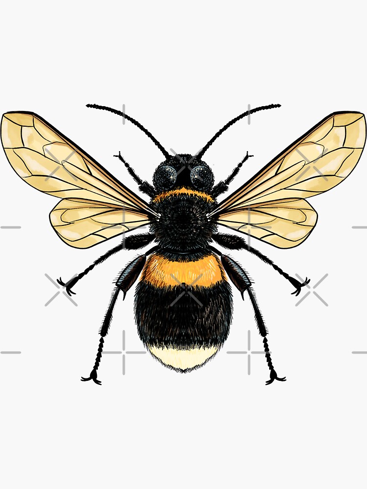 Thumbnail 3 of 3, Sticker, Bumblebee designed and sold by HollyPierson.