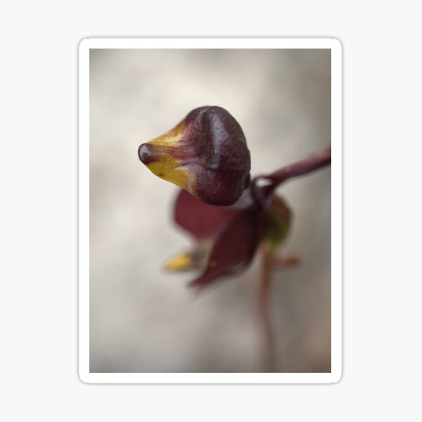 Item preview, More Like A Dachshund, Than A Duck designed and sold by Ben Loveday.
