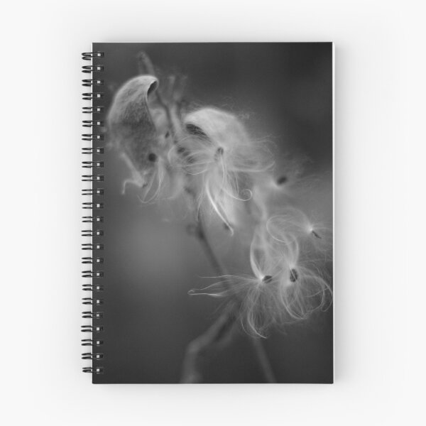 Aperçu de l'œuvre Mono milkweed créée et vendue par Softly.